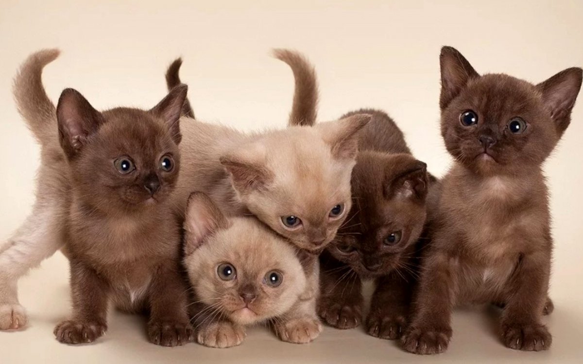 Бурманская кошка