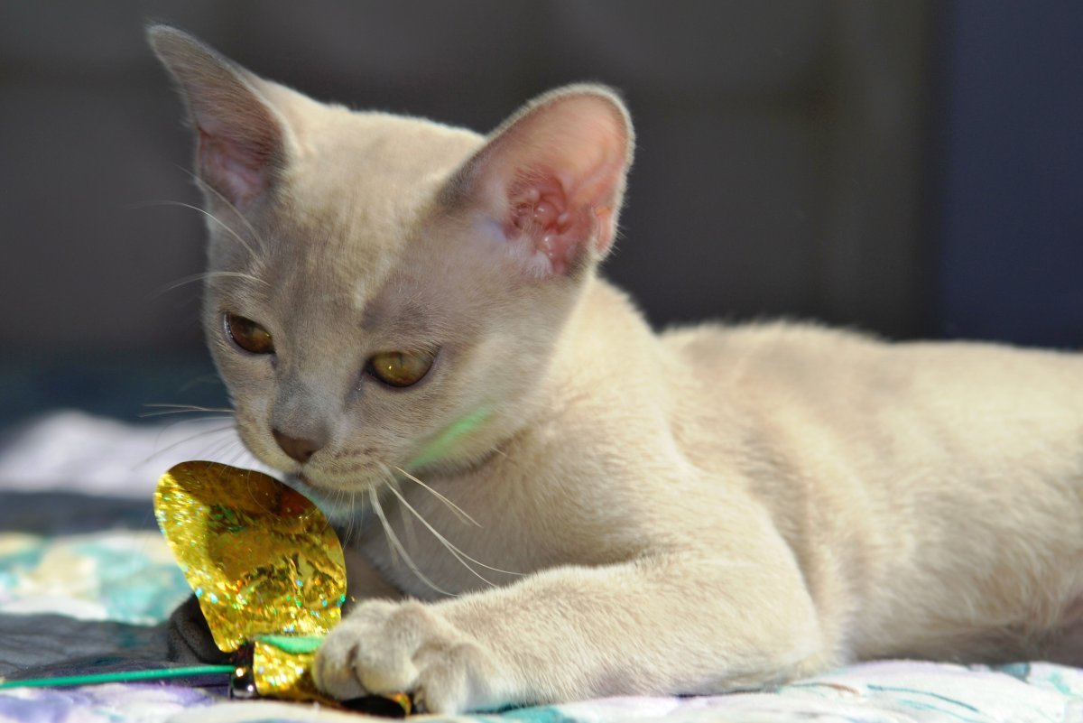 Лиловая Бурма котята