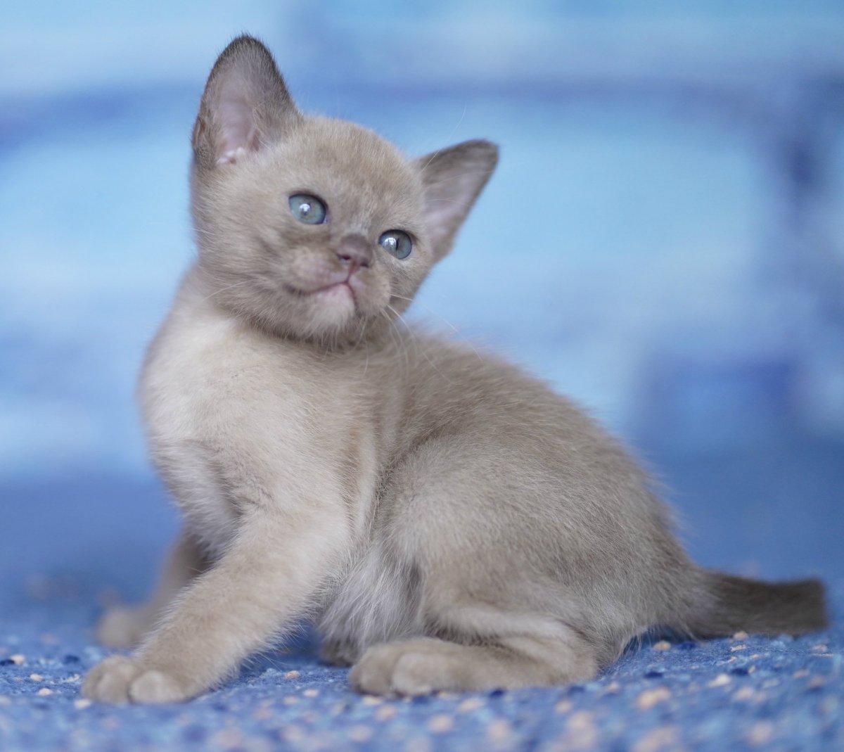 Щетка для бурманской кошки