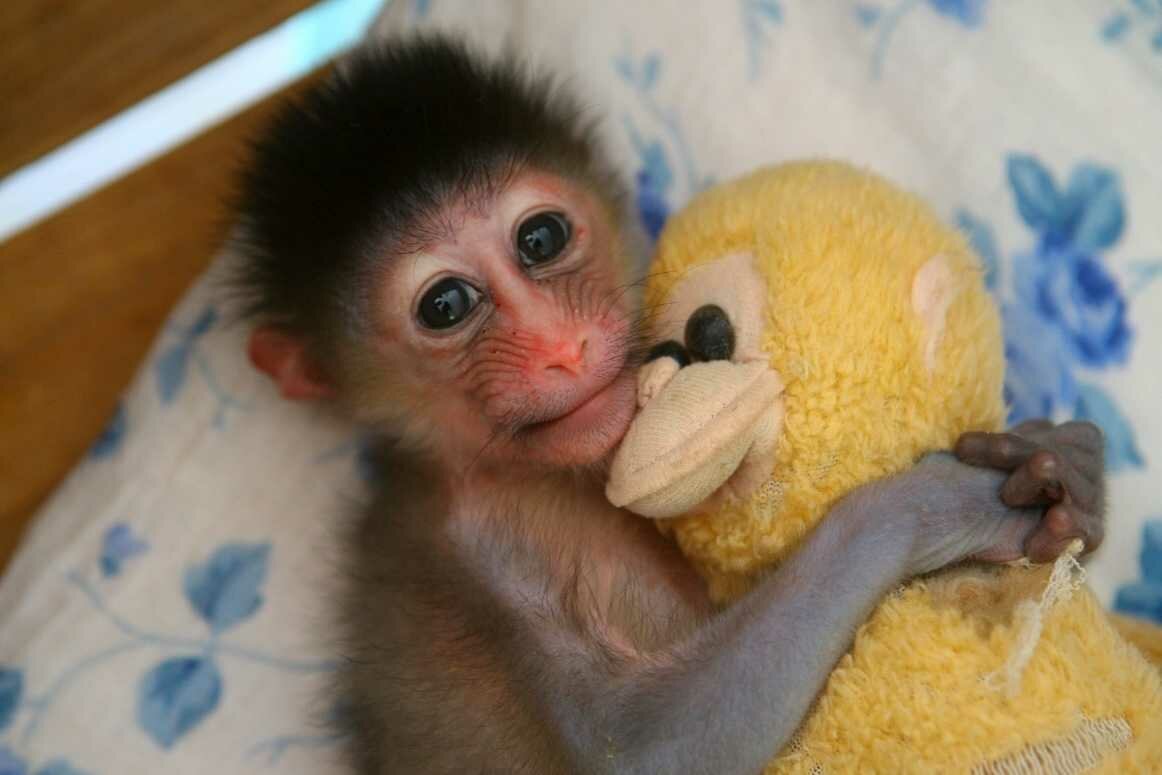 Маленькие домашние обезьянки