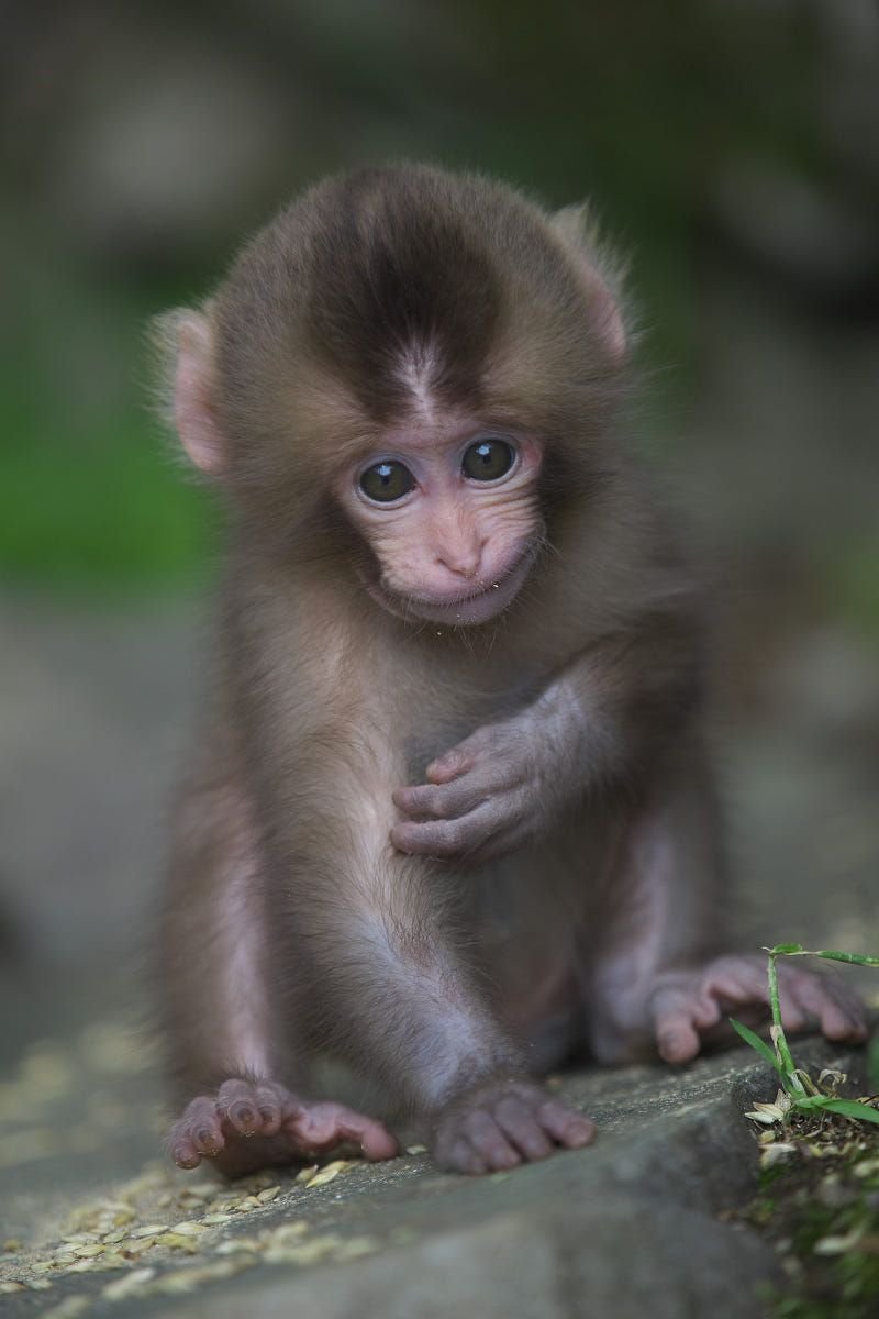 Домашние обезьянки