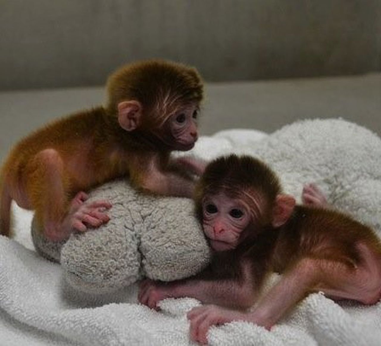 Видео хочу купить. Домашние обезьянки. Маленькие обезьянки. Ручная обезьянка. Обезьяна домашняя.