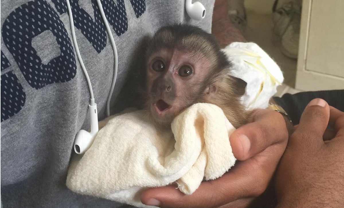 Обезьянка капуцин живую