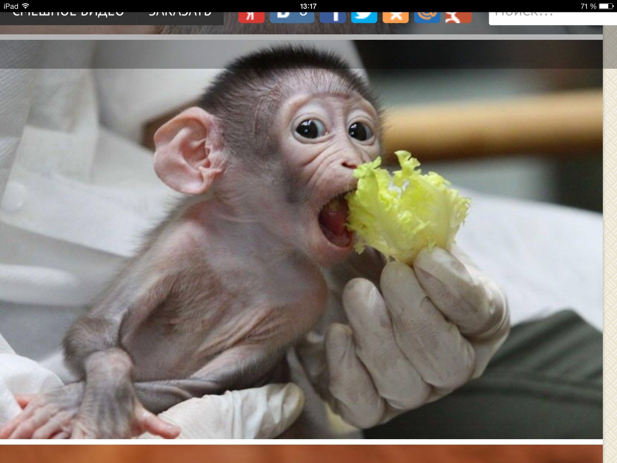 Продажа обезьян. Маленькая обезьянка. Ручные обезьянки живые. Маленькие домашние обезьянки. Маленькая обезьянка Живая.
