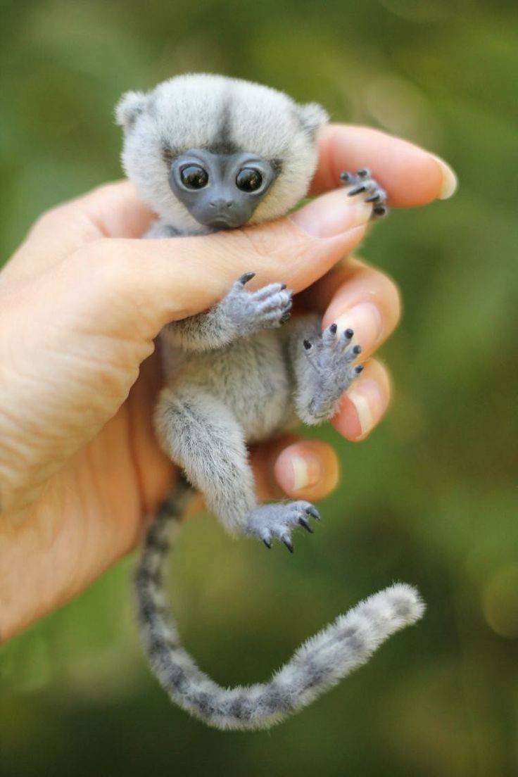 Карликовый капуцин