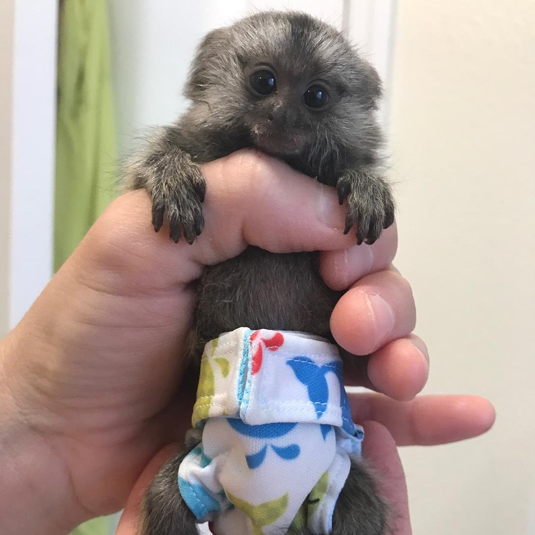 Новорожденная игрунка