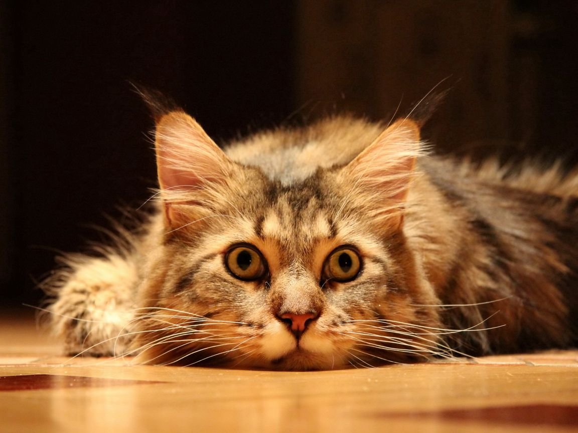 Обои с котиками