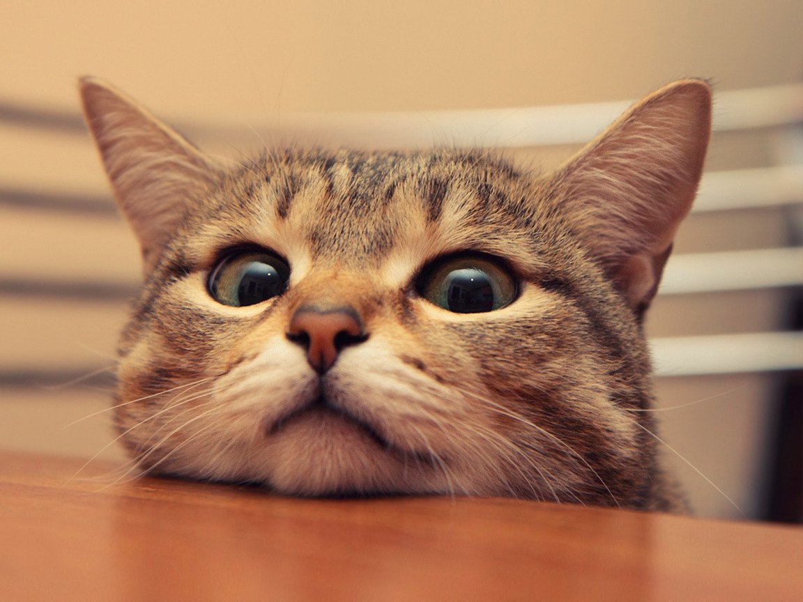 Котенок подмигивает