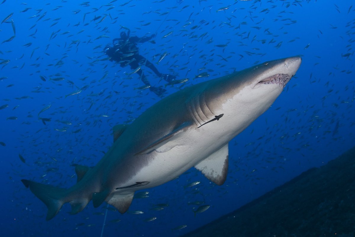 Китовая акула Шарм-Эль-Шейх