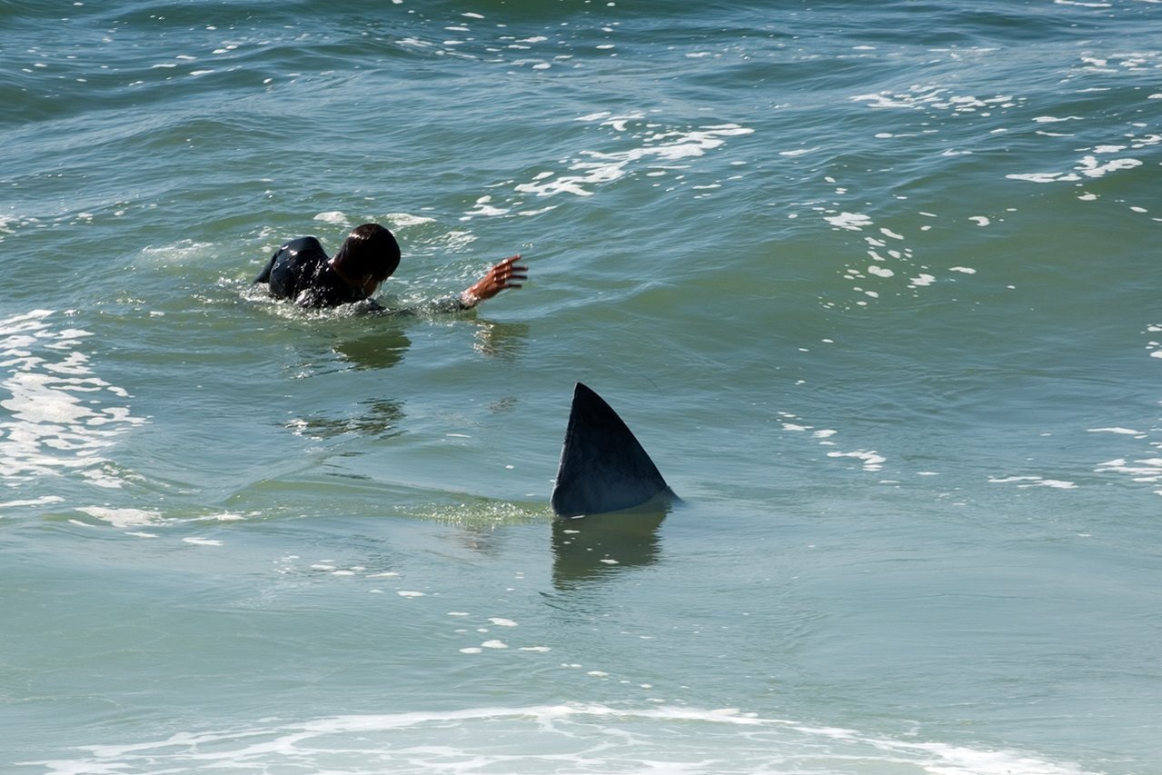 Нападение акулы в море. Акулы Средиземного моря Турция. Акула в море.