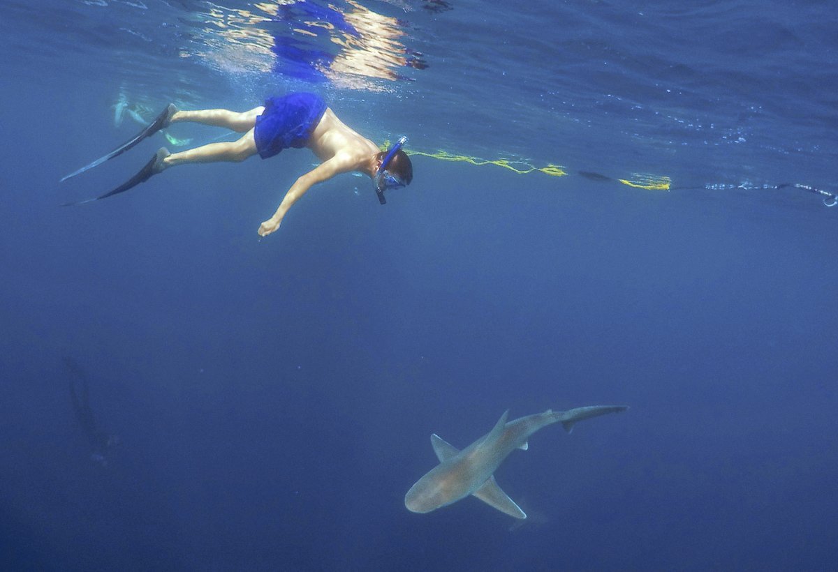 Катран сельдевая акула