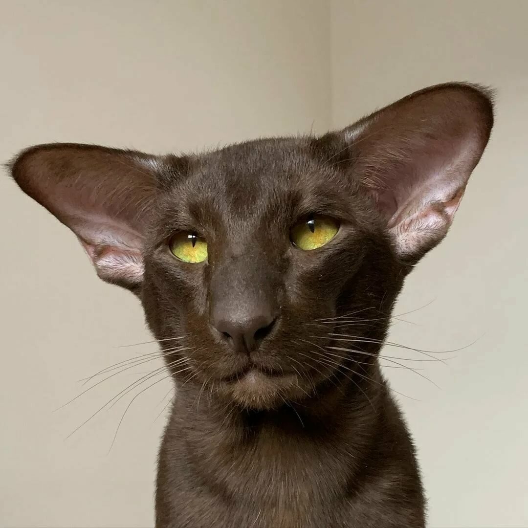 Кот Ориентал