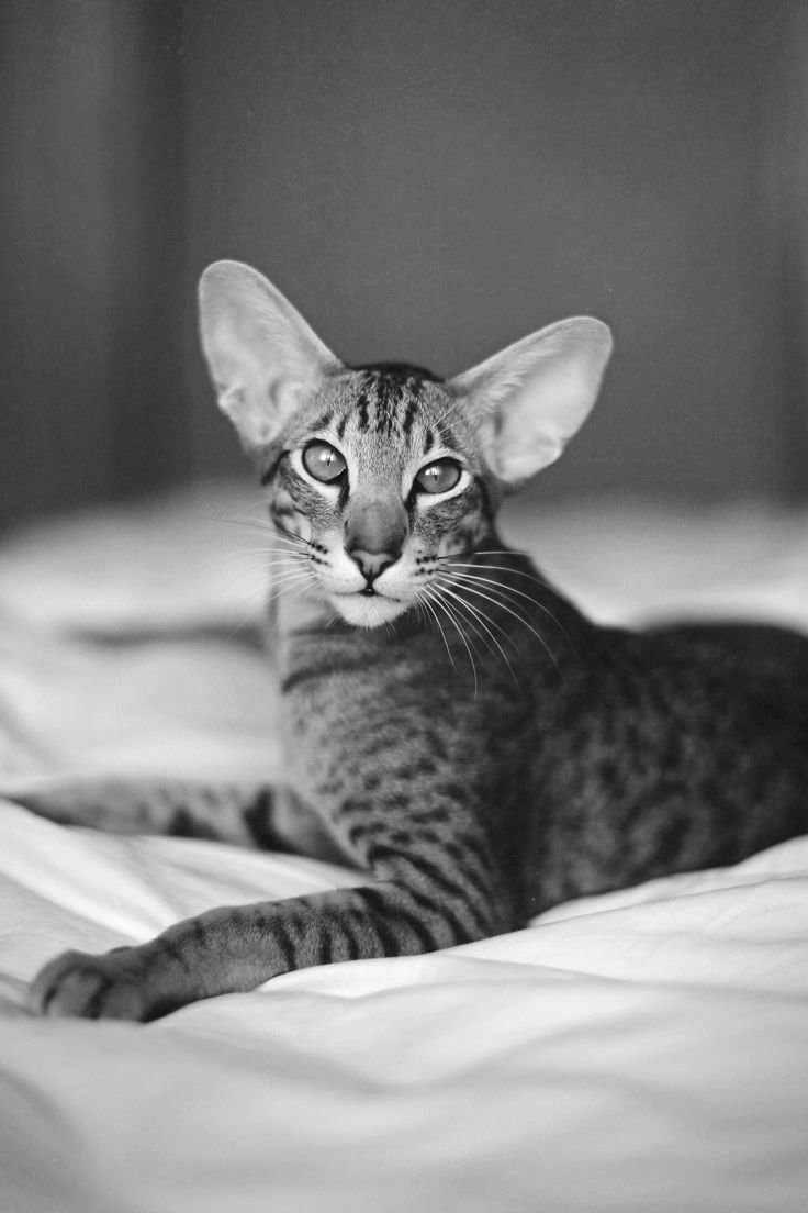 Черный ориентальный кот