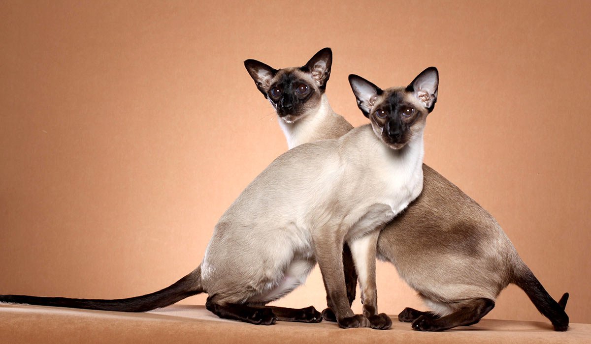 Ориентальная кошка Сиам