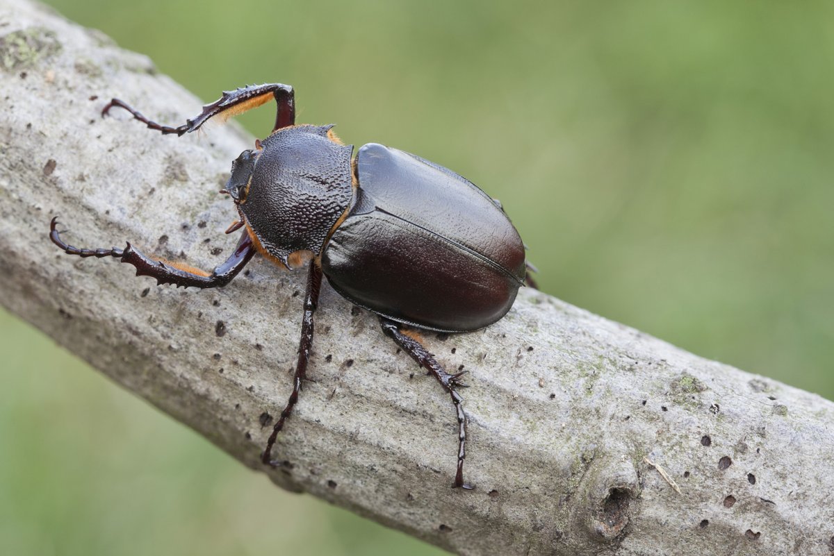 Короед Жук личинка куколка