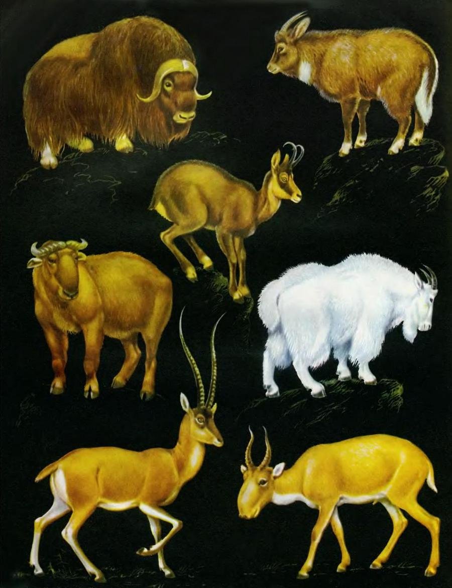 Жвачные Полорогие