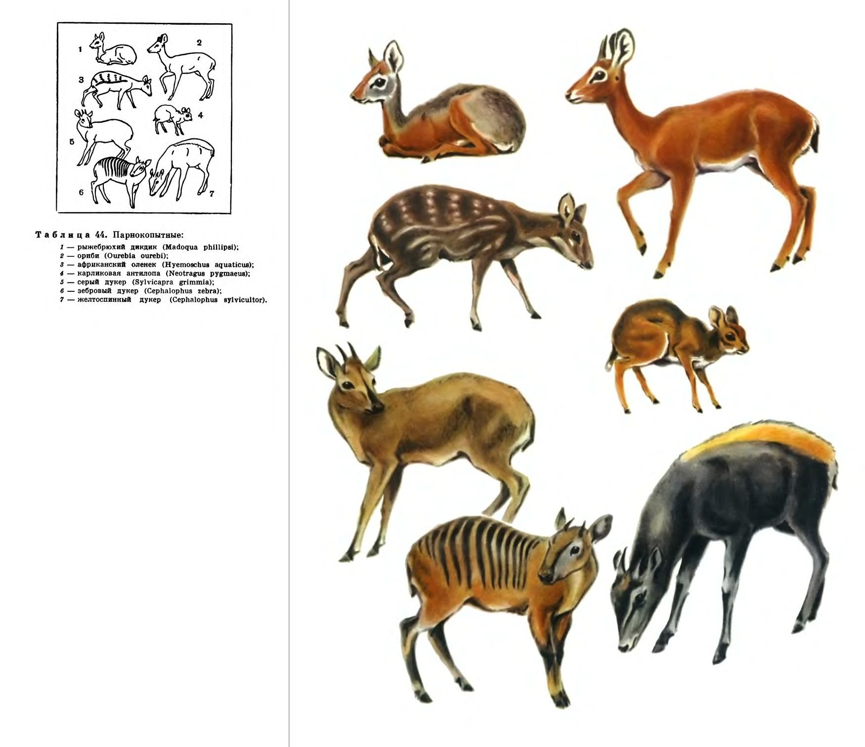 Жвачные примеры. Отряд парнокопытные жвачные. Карликовая антилопа (Neotragus pygmaeus). Парнокопытные жвачные представители. Отряд копытные млекопитающие.