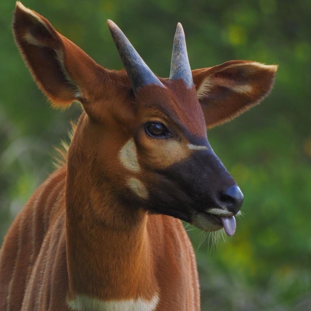 Антилопа Джейран животное