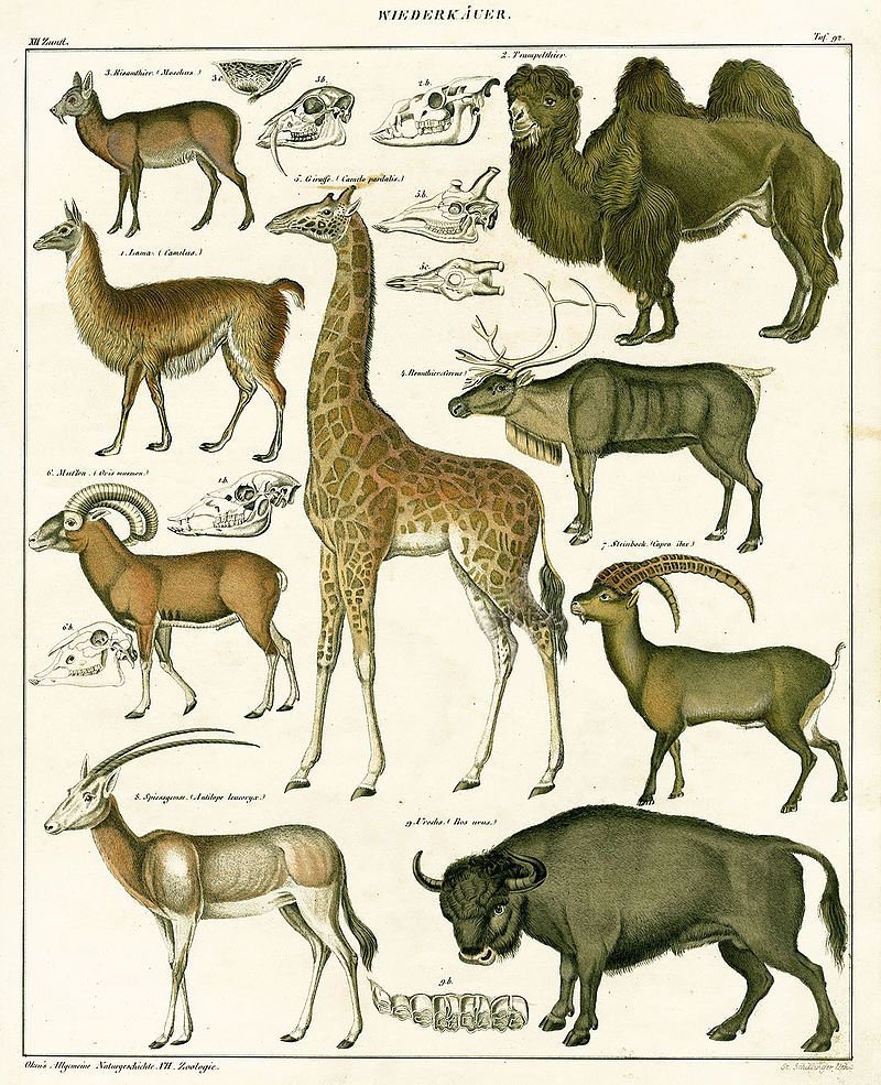 Отряд парнокопытные жвачные представители