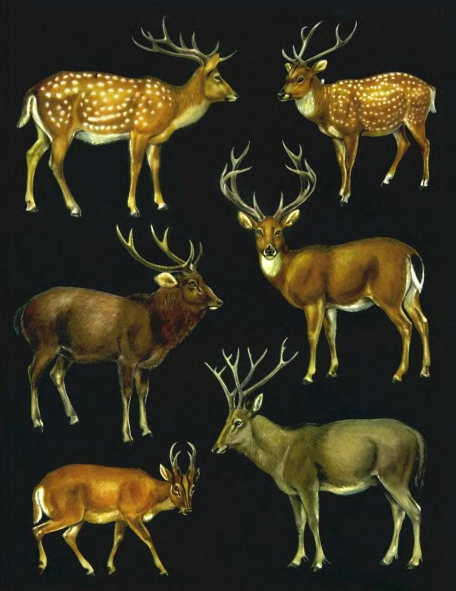 Антилопа вилорог Северная Америка