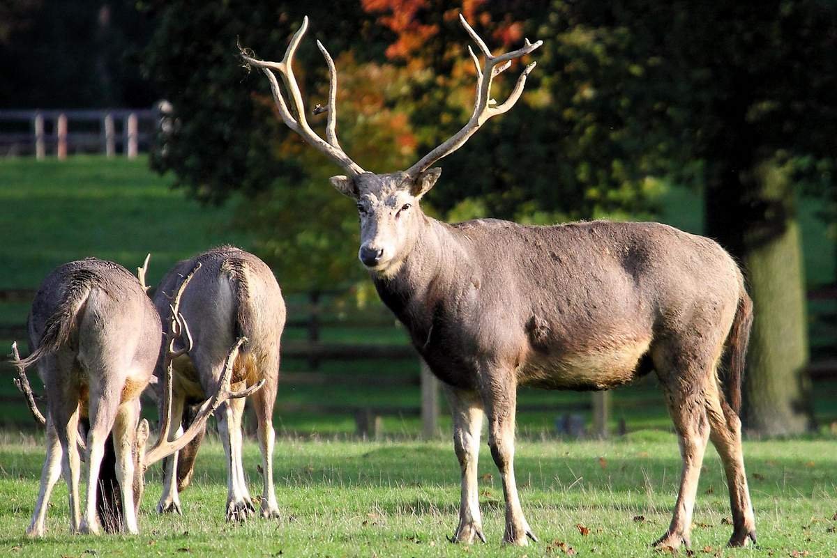 Сахалинская кабарга Moschus moschiferus sachalinensis