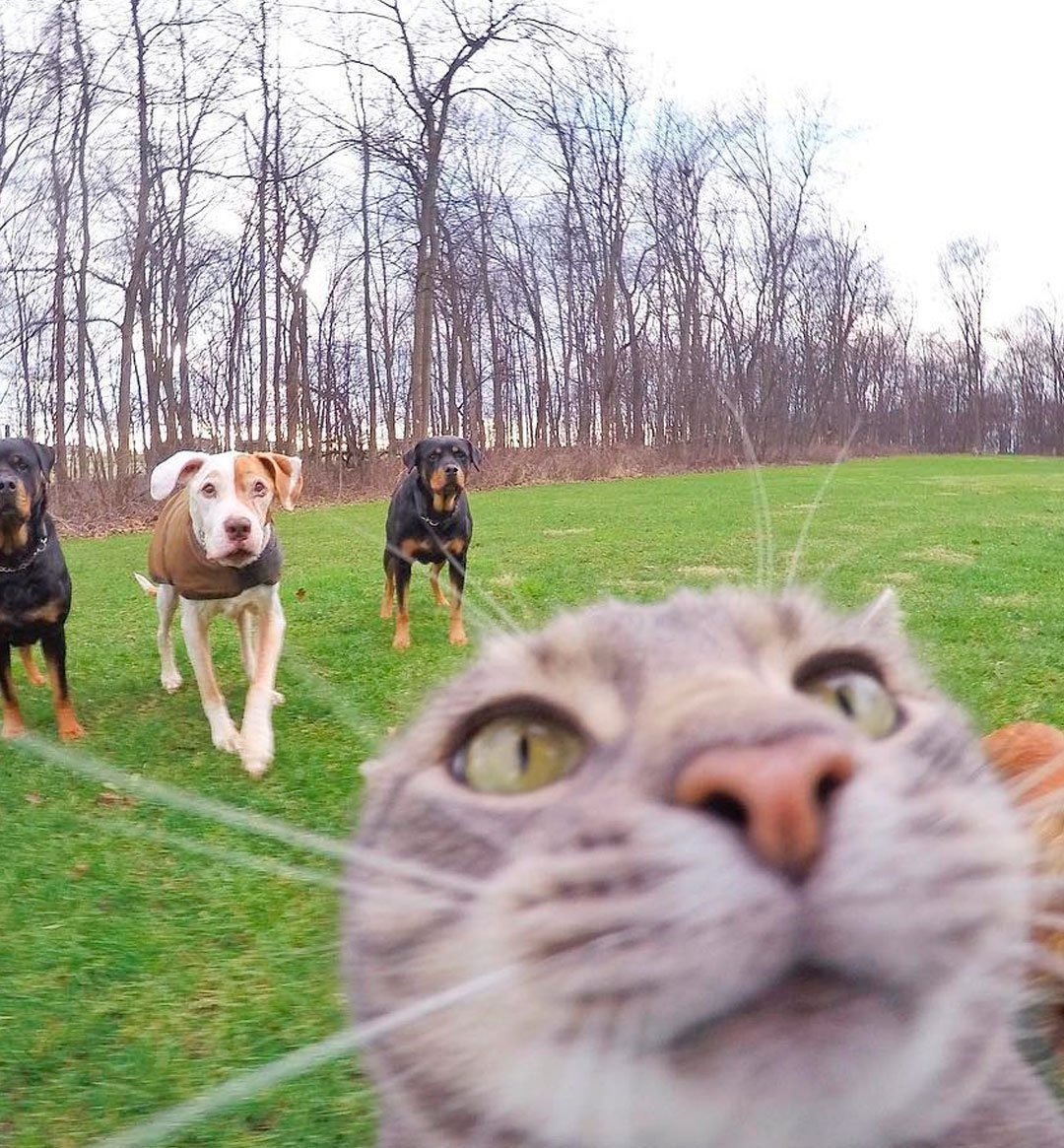 Кот против собаки