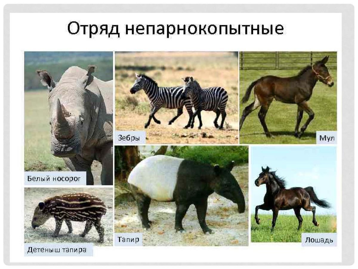 Африканская антилопа Импала