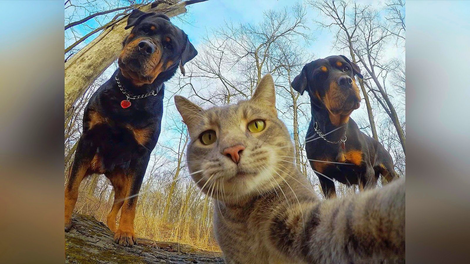 Селфи кота с собаками - 74 фото