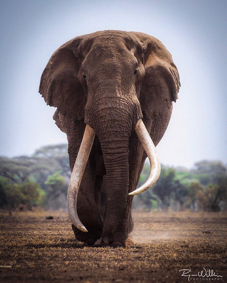 Африканский слон слон