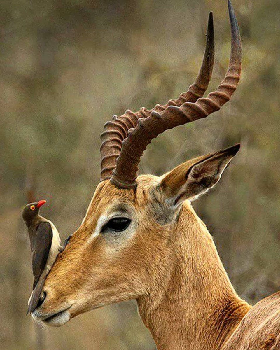 Антилопа личи