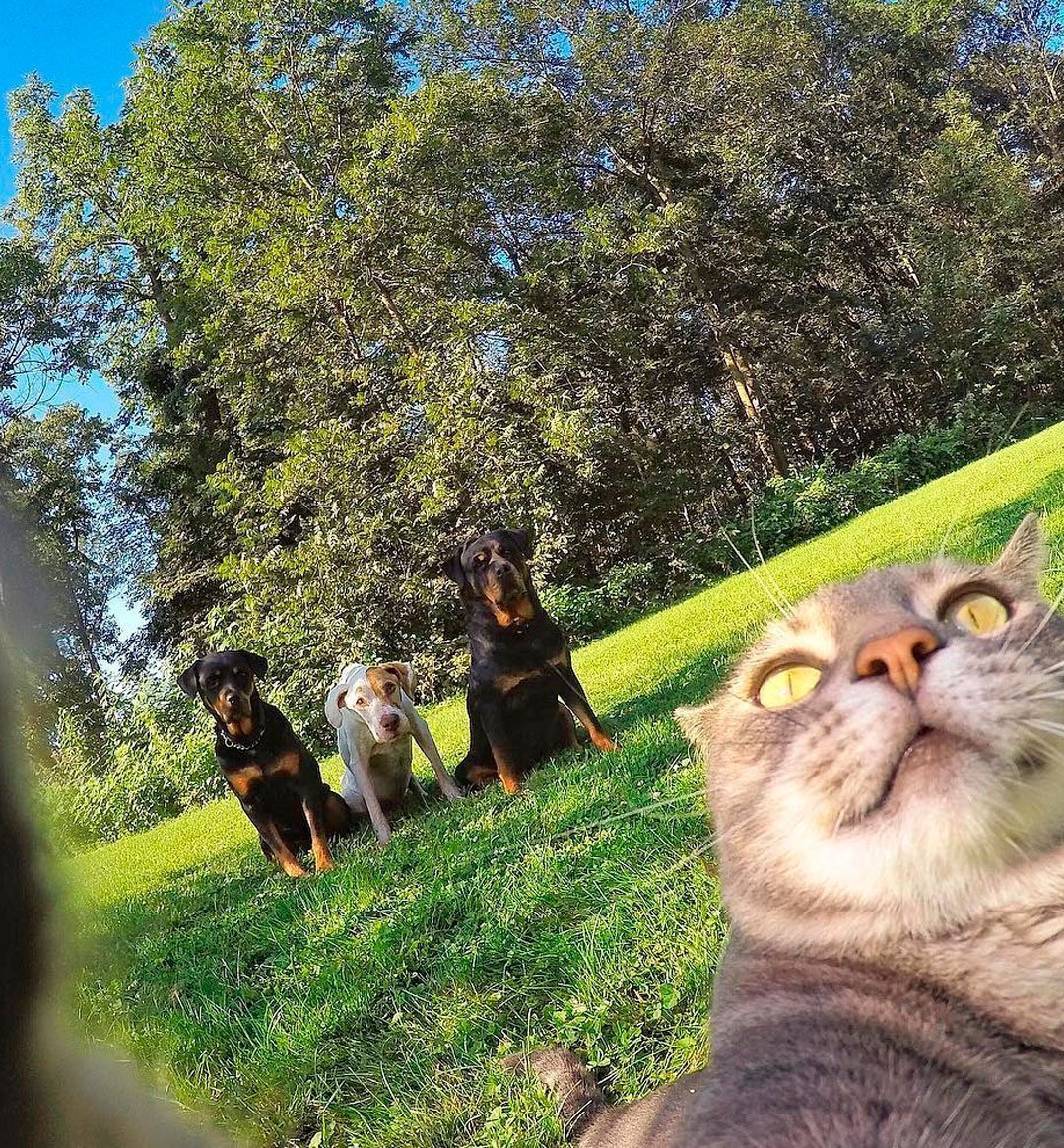 Банда котов