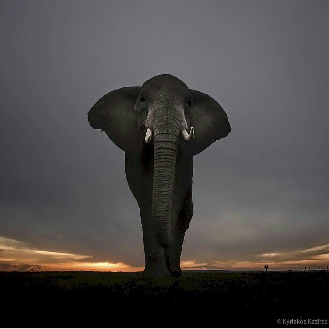 Мощный слон