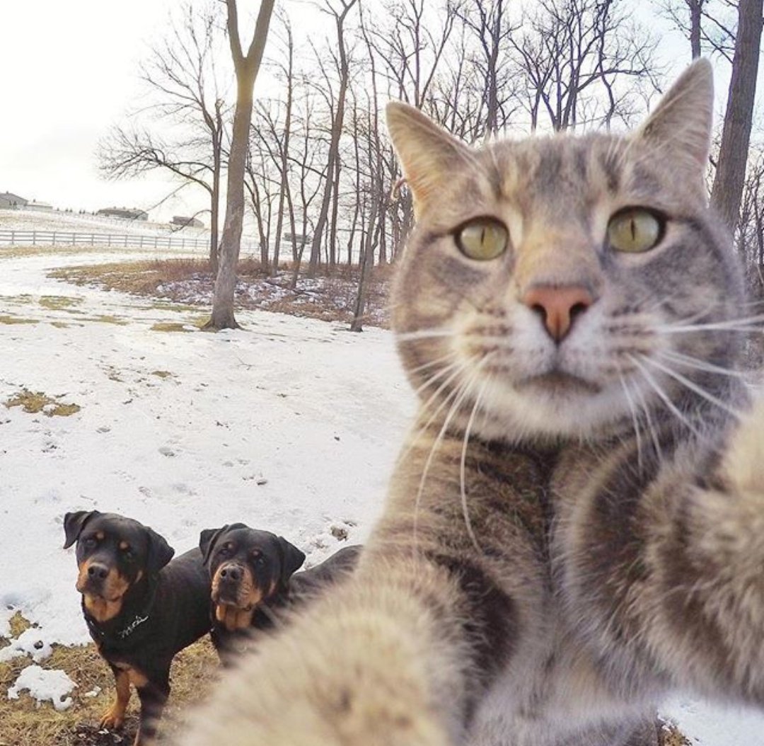 Селфи кота с собаками