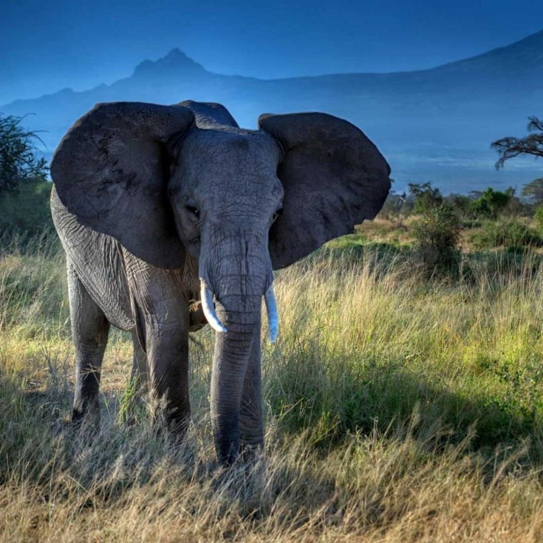 Слоны обнимаются