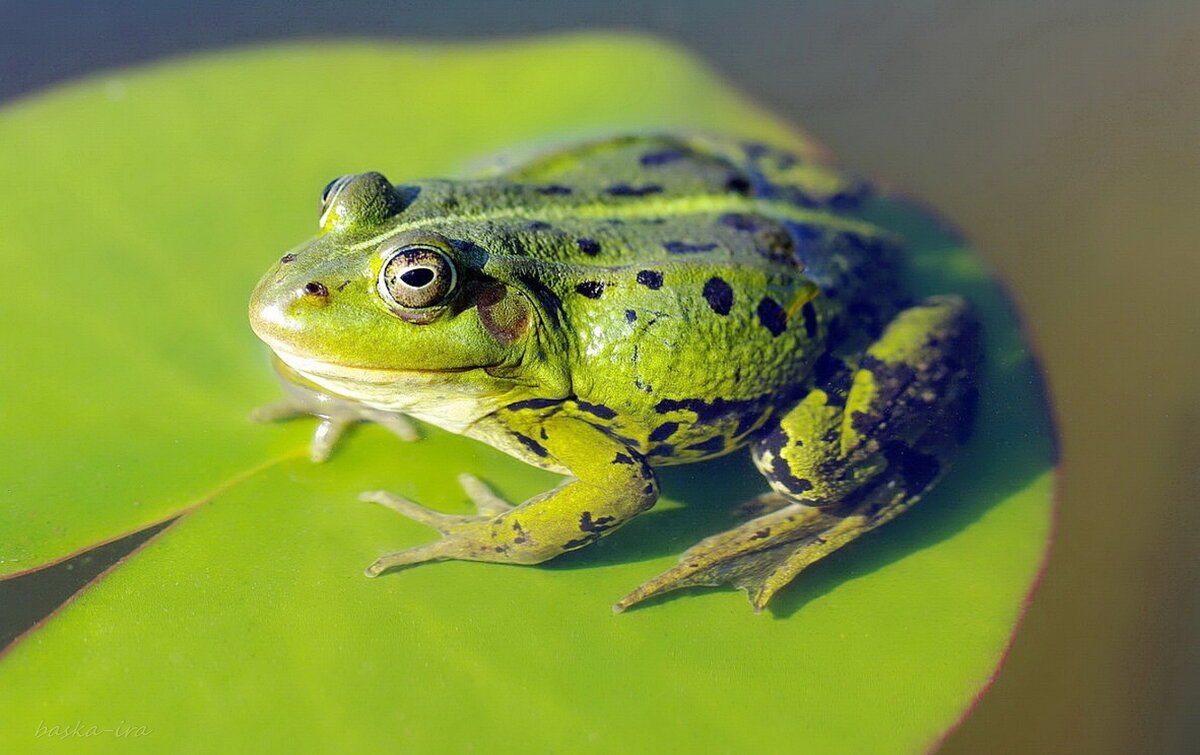 Лягушка лягушка лягушка лягушка лягушка квакушка