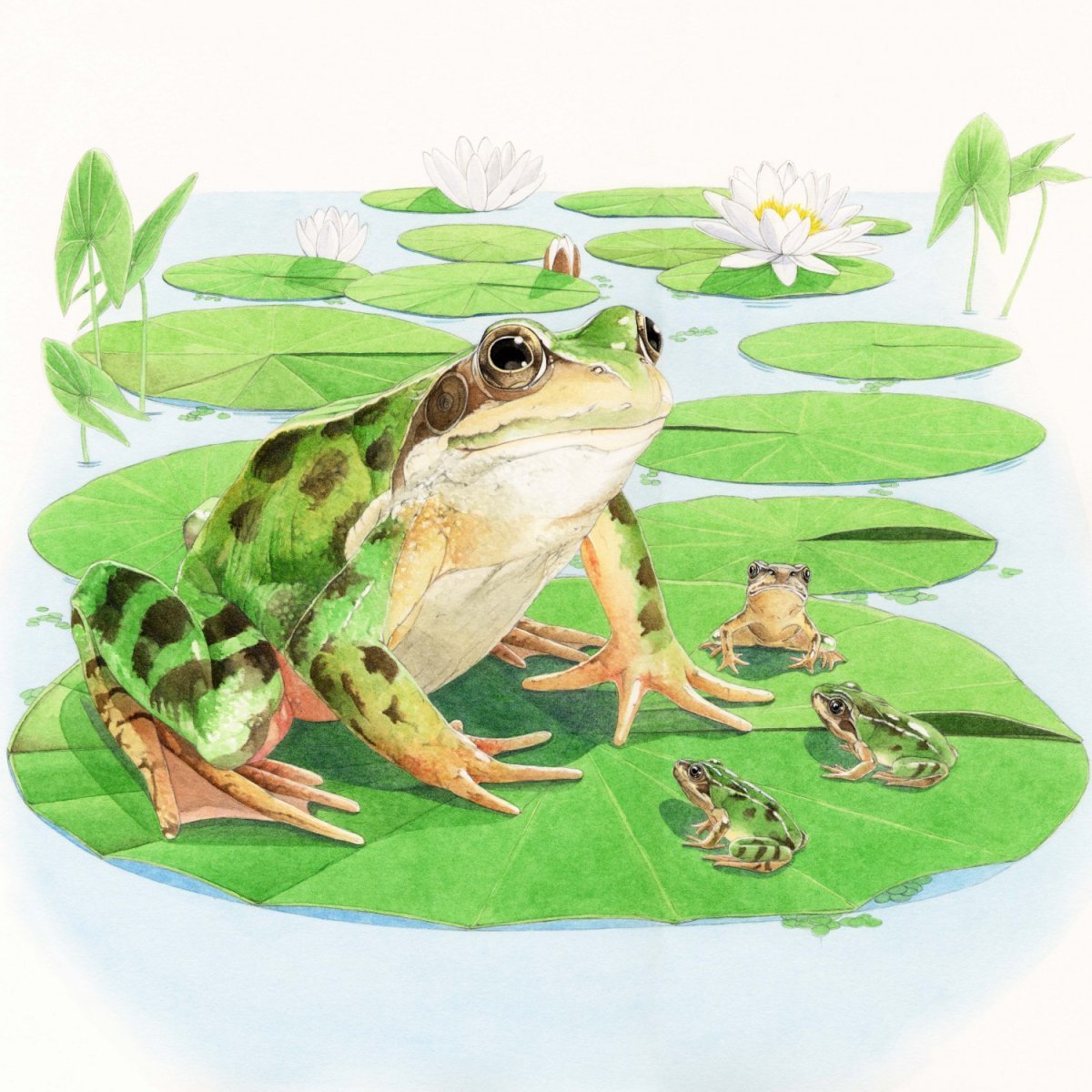 Лягушка и лягушата