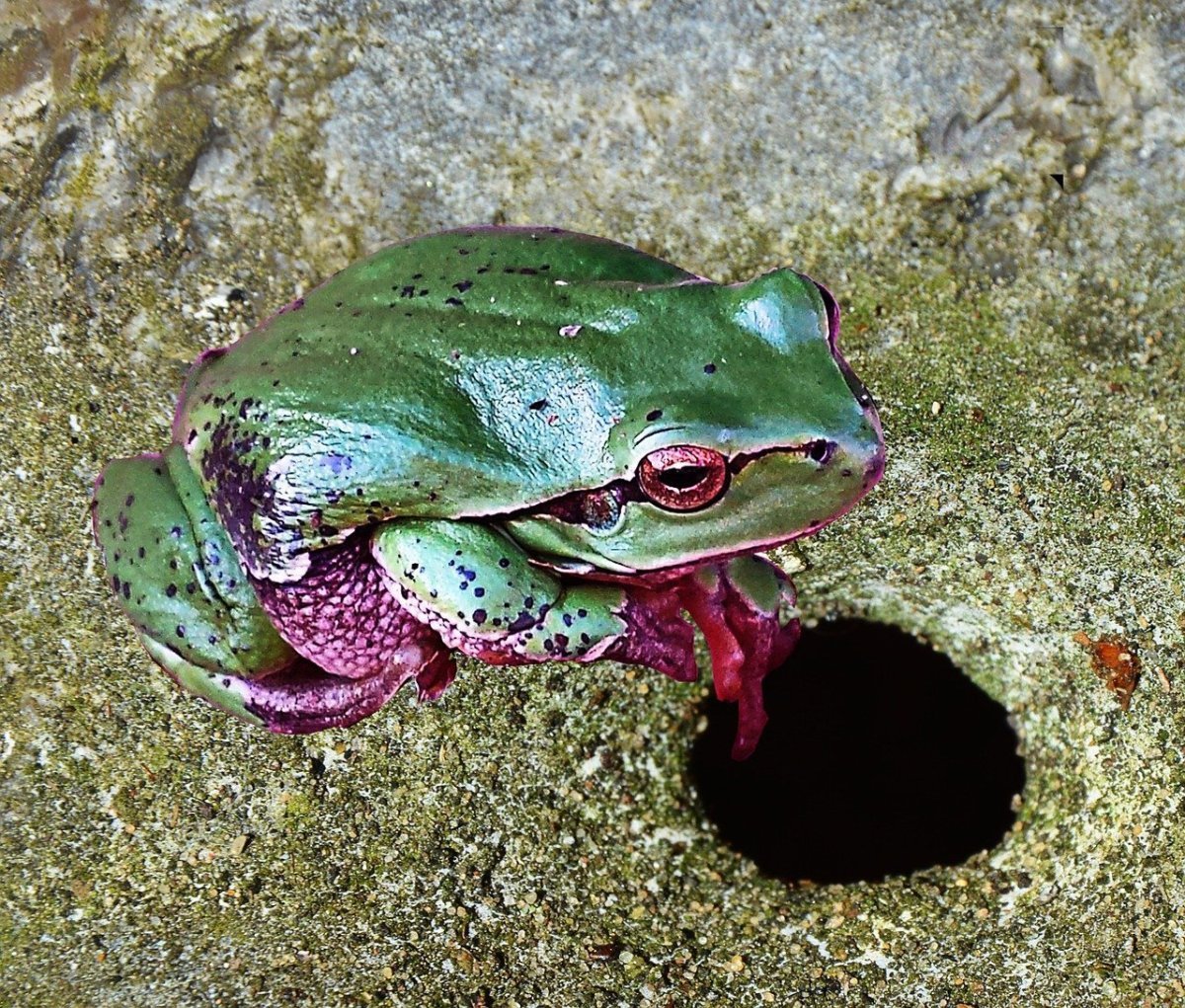 Карликовая квакша лягушка