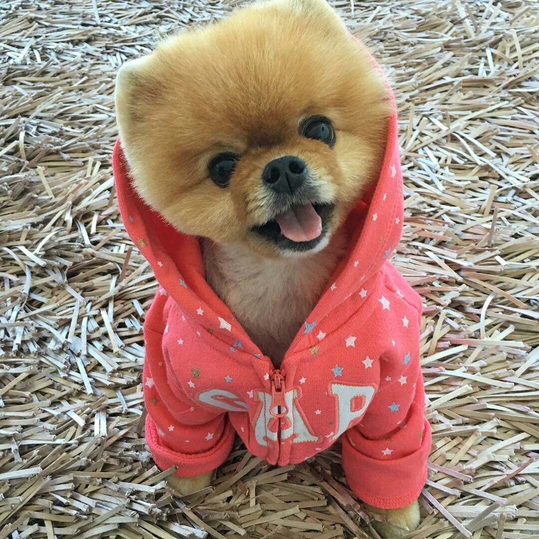 Шпиц Шунсуке белый