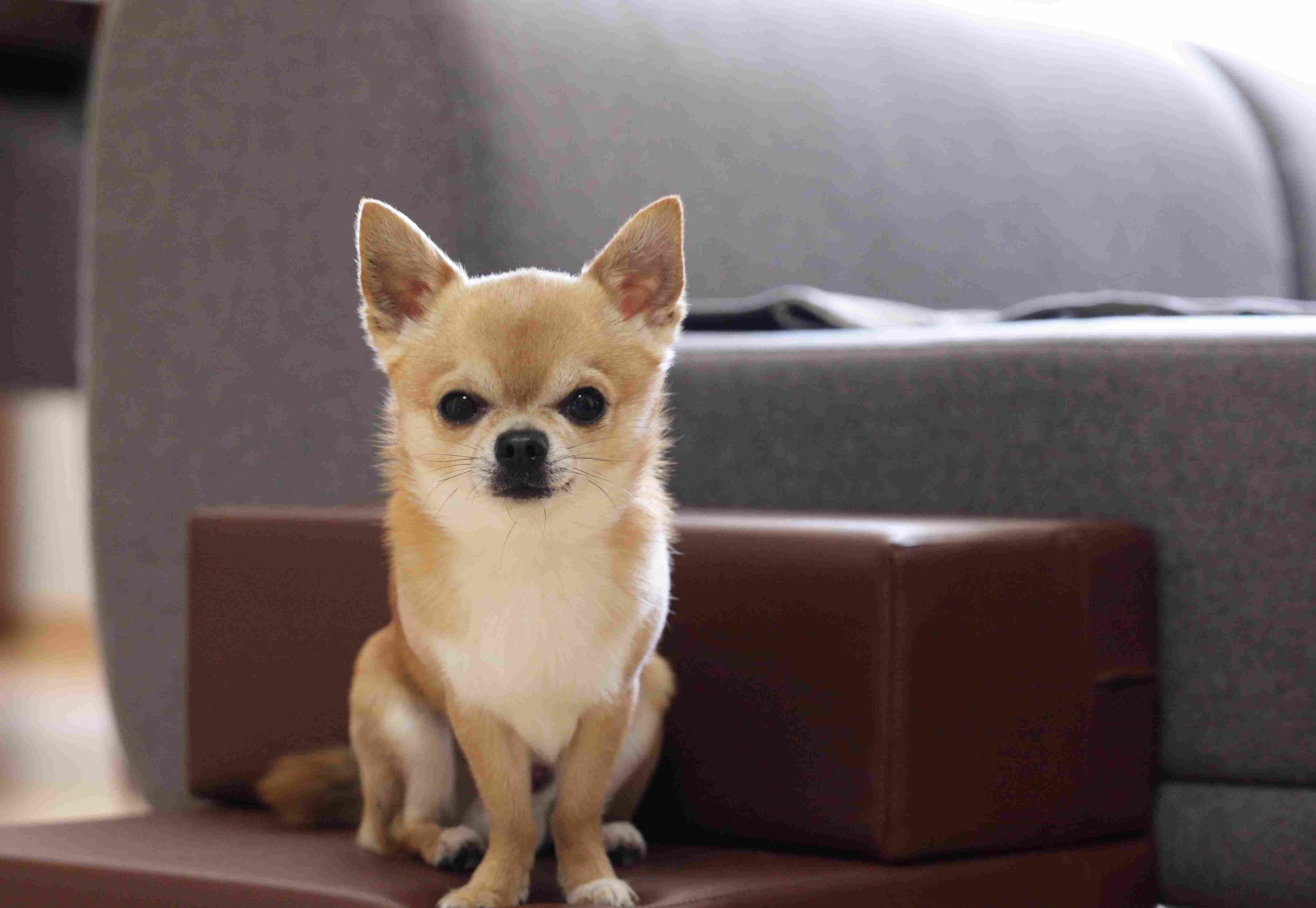 Какая порода самой маленькой собаки. Собачка чихуахуа. Порода собак чихуахуа. Чихуахуа Коби. Собака чихуахуа мини.