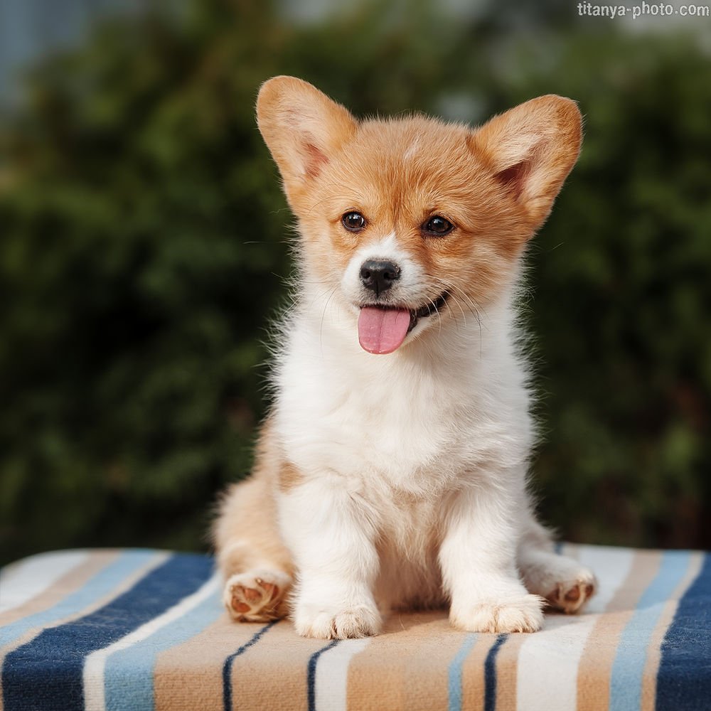 Корги маленькие