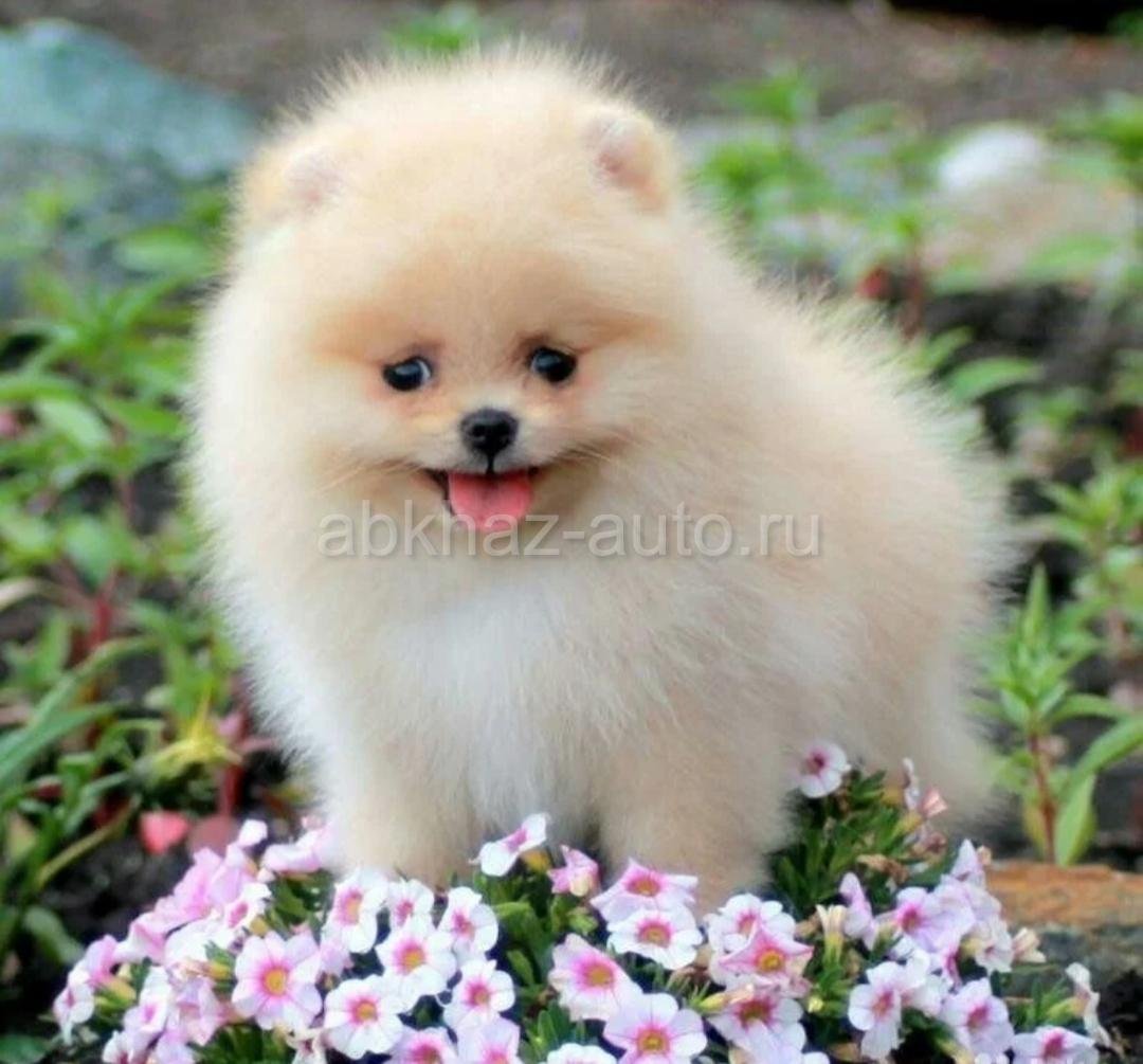 Американский шпиц карликовый