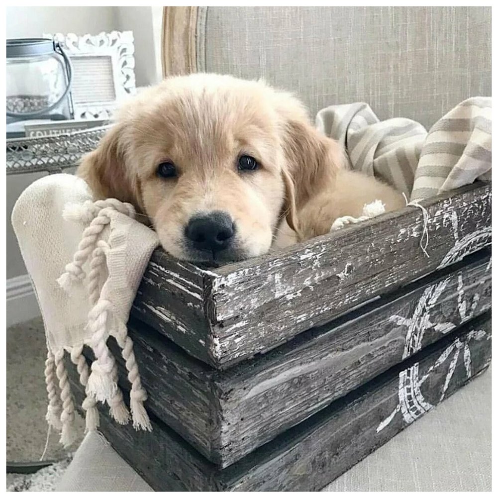 Лабрадор щенок Пинтерест