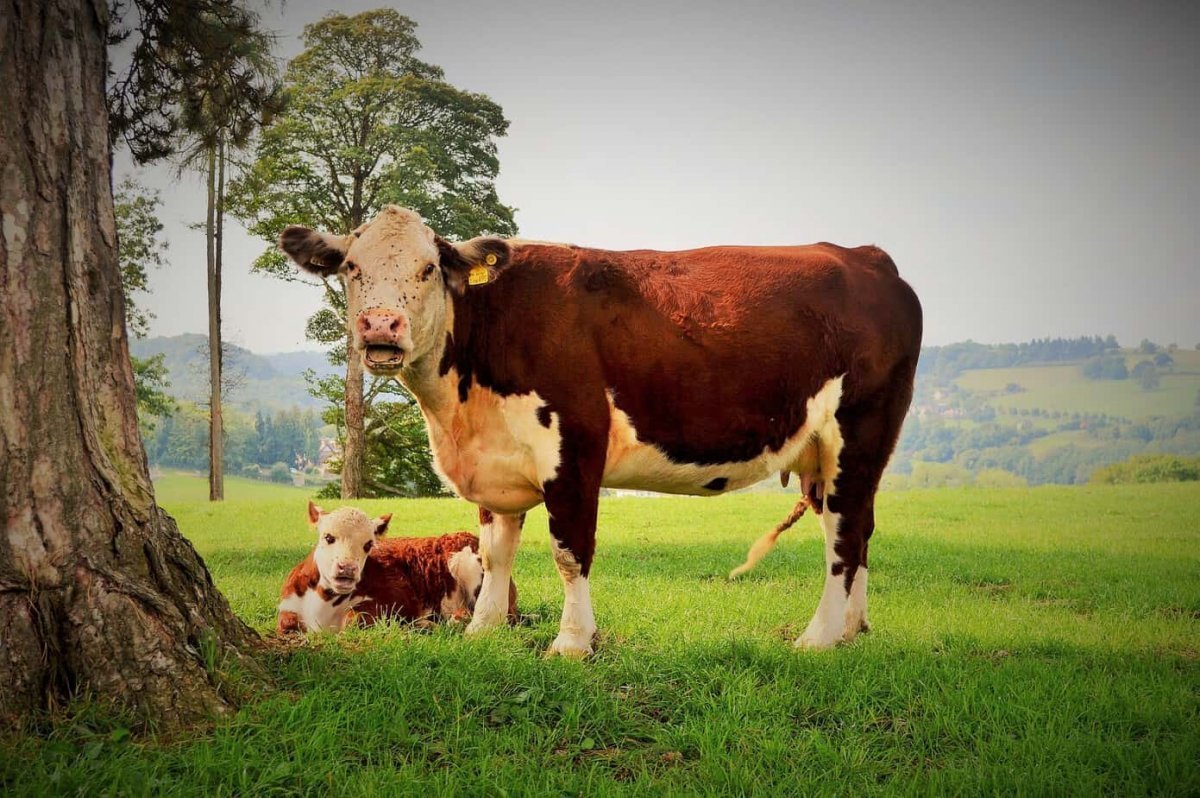 Герефордская порода коров