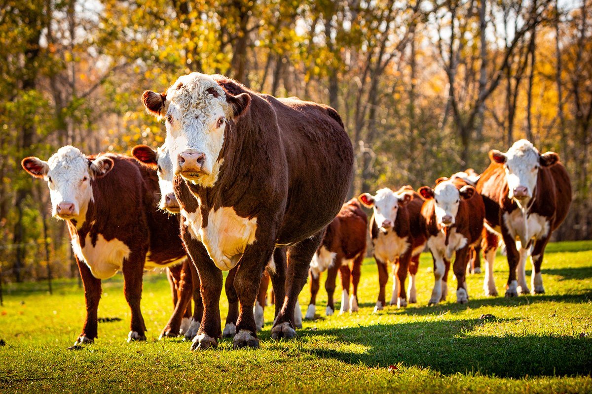Hereford bull