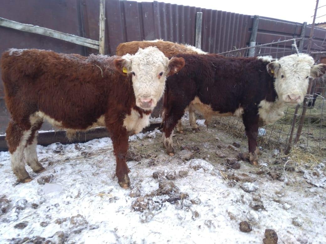 Порода Бычков Герефорд