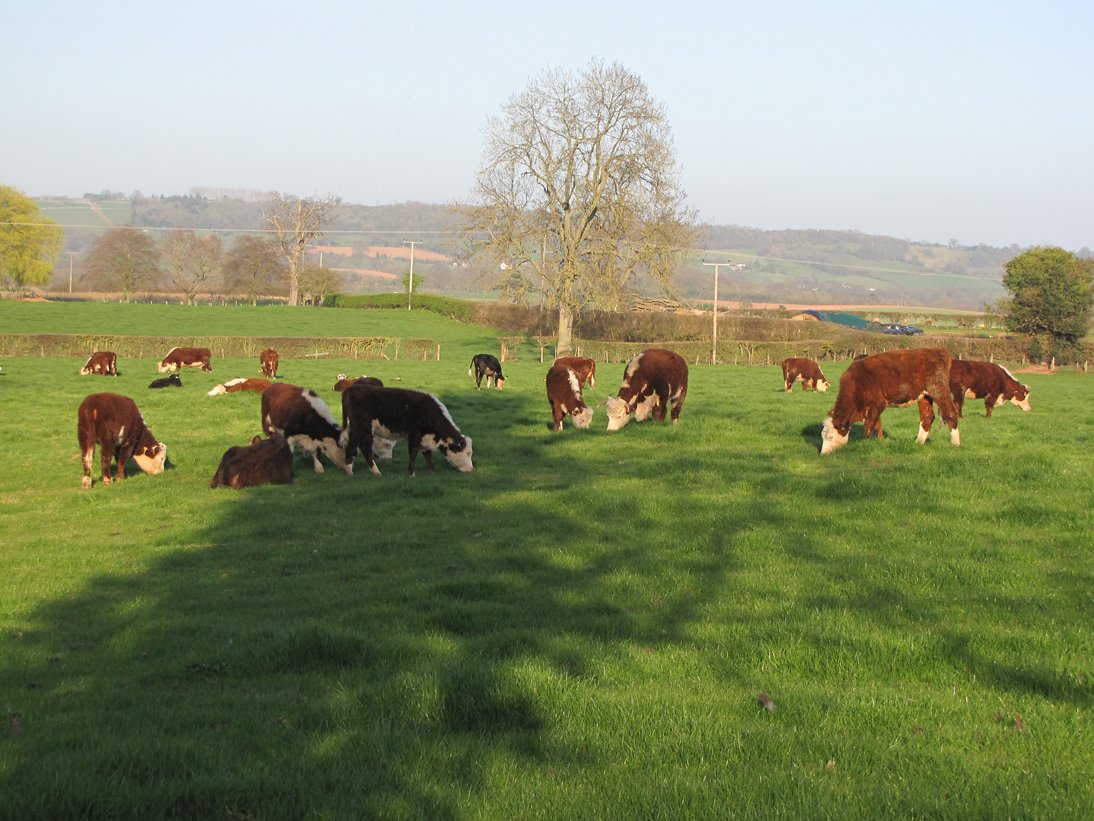 Герефордская Шотландская корова