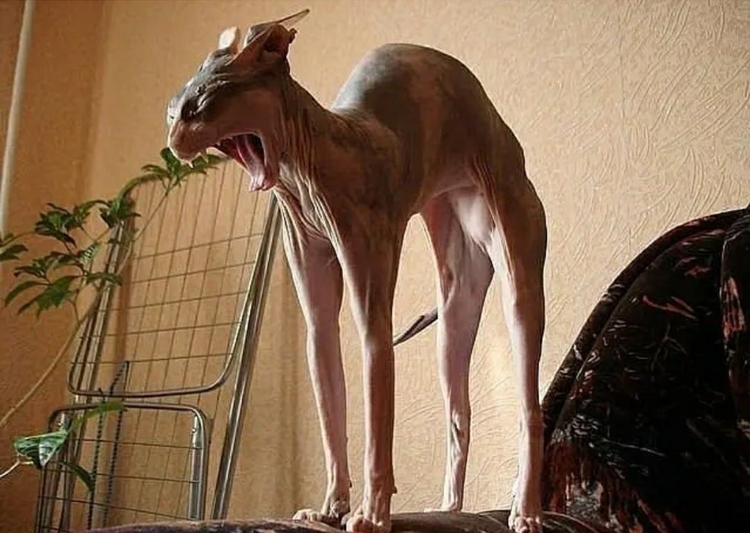 Сфинкс подмигивает