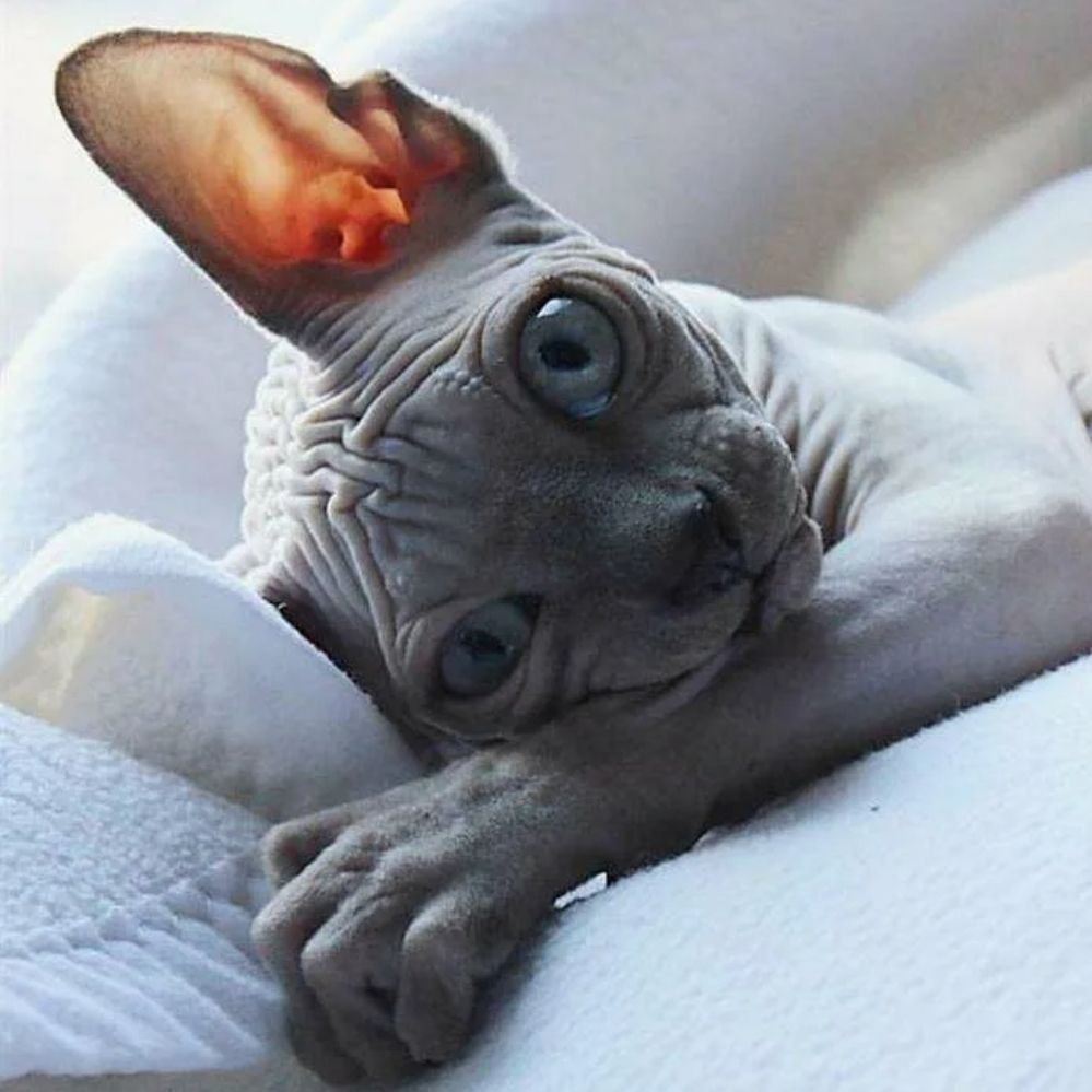 Сфинкс (порода кошек)