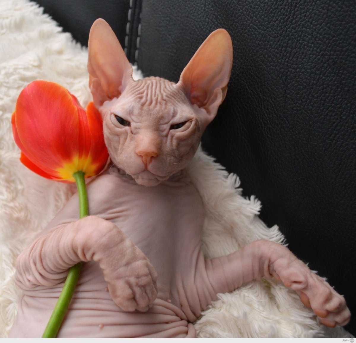 Морщинистый канадский сфинкс