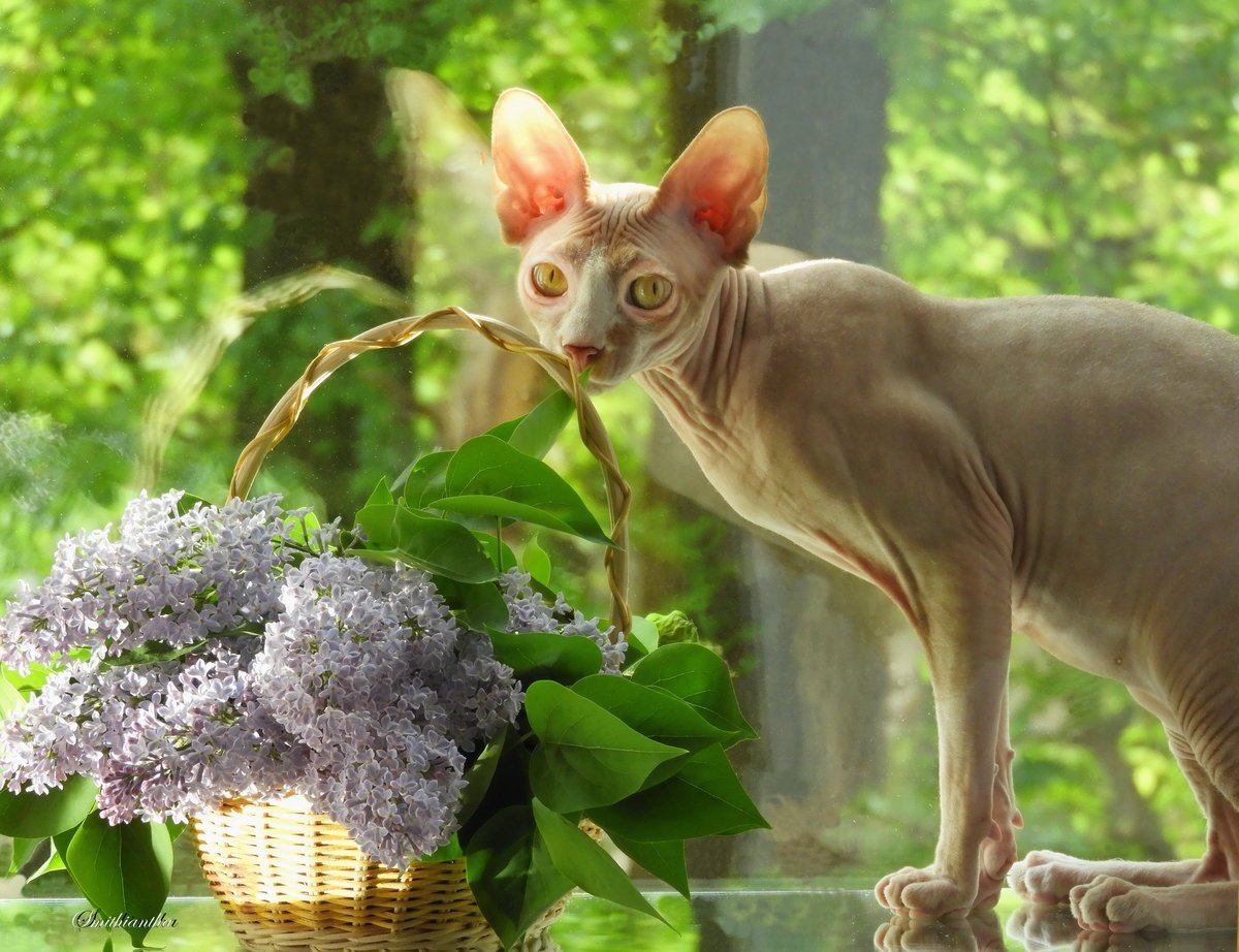 Плешивый кот